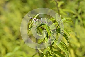 Lemon verbena