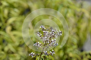 Lemon verbena