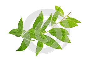 Lemon verbena