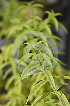 Lemon verbena