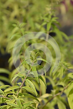 Lemon verbena