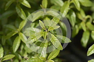 Lemon verbena