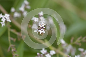 Lemon verbena