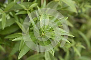 Lemon verbena