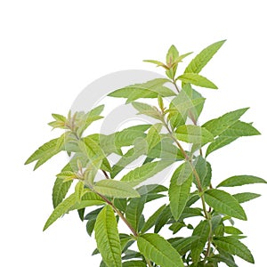 Lemon verbena