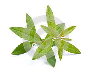 Lemon verbena