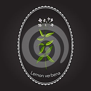 Lemon verbena