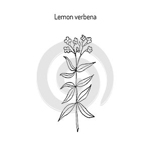 Lemon verbena