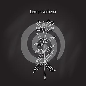 Lemon verbena