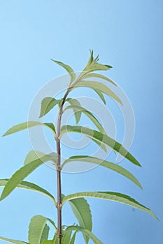 Lemon verbena on a blue background