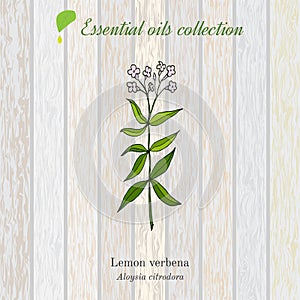 Lemon verbena, essential oil label, aromatic plant