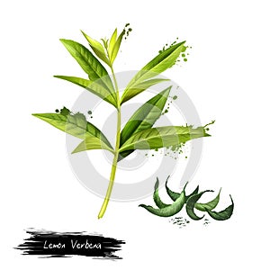 Lemon verbena fresh and dried. Beebrush