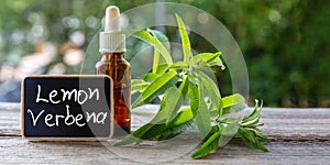 Lemon verbena herb essential oil and text label. Aloysia citrodora aromatic and therapeutic plant