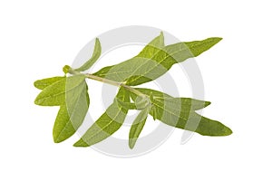 Lemon verbena isolated white background