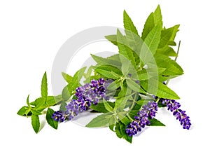 Lemon verbena and lavender