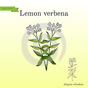 Lemon verbena, or lemon beebrush aloysia citrodora - aromatic and medicinal plant