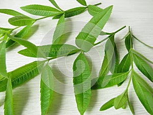 Lemon verbena, Lippia citrodora