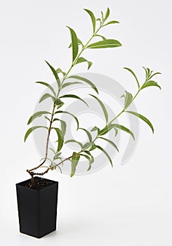 Lemon Verbena Plant Fresh