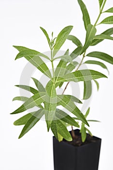 Lemon Verbena Plant Fresh Leaves