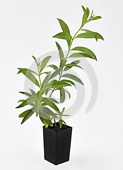 Lemon Verbena Plant Fresh Leaves