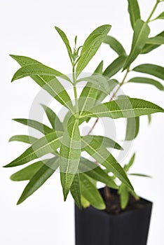 Lemon Verbena Plant Fresh Leaves