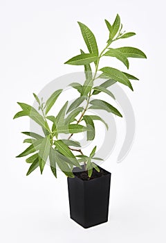 Lemon Verbena Plant