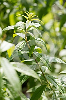 Lemon verbena used for fragrance and flavor in garden