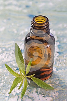 Lemon vervain , verbena essential oil naturopathy