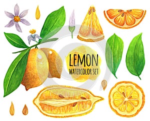 Lemon watercolor collection. Hand drawn illustration isolated on white background. Set of juicy ripe fruits. Citrus on a branch