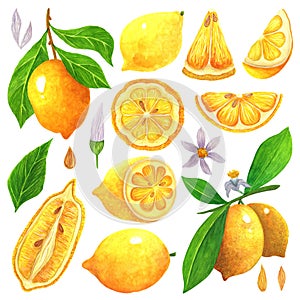 Lemon watercolor collection. Set of tropical ripe fruits. Citrus on a branch, cut in half, slice, leaf, flower, bud, seeds