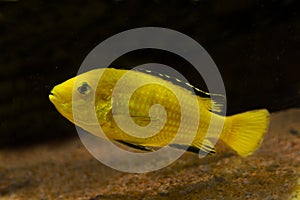 Lemon yellow lab, blue streak hap,  electric yellow, yellow prince Labidochromis caeruleus.