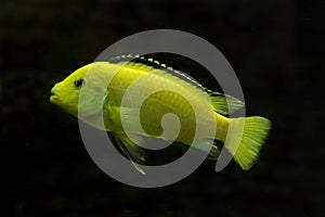 Lemon yellow lab Labidochromis caeruleus.