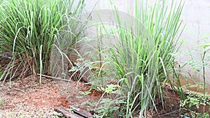 Lemongrass (Cymbopogon citratus (DC.) Stapf)