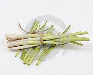 Lemongrass Cymbopogon citratus is a member of the grass tribe that is used as a kitchen spice to scent food.