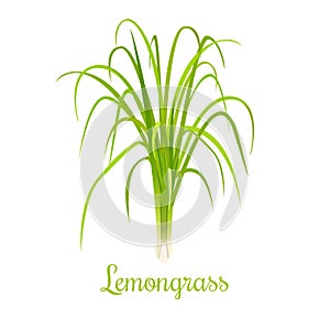 Lemongrass or Cymbopogon or Citronella grass. culinary herb
