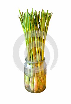 Lemongrass, Cymbopogon In a glass bottle and water before planting isolated on white background