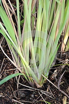 Lemongrass a garnish of Tom Yum Goong. (thai food)