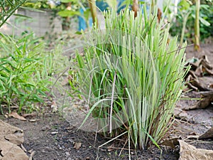 Lemongrass growing healthily on the ground in the garden / backyard