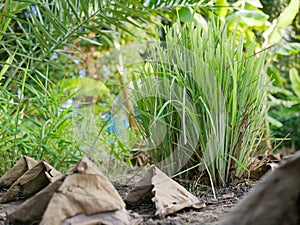 Lemongrass growing healthily on the ground in the garden / backyard