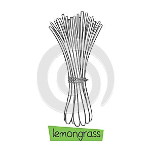 Lemongrass hand drawn