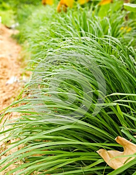 Lemongrass or Lapine or West Indian were planted on the ground. It is a shrub, its leaves are long and slender green