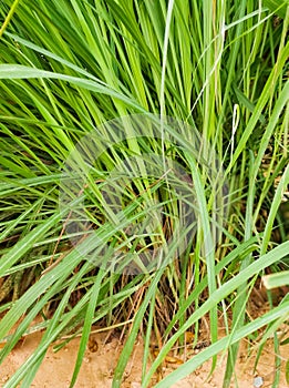 Lemongrass or Lapine or West Indian were planted on the ground. It is a shrub, its leaves are long and slender green