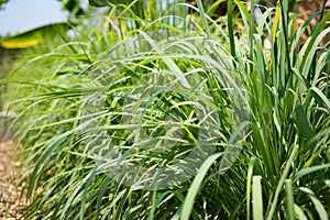 Lemongrass or Lapine or West Indian were planted on the ground. It is a shrub, its leaves are long and slender green. It is a shru