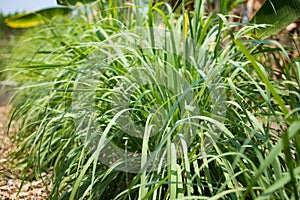 Lemongrass or Lapine or West Indian were planted on the ground. It is a shrub, its leaves are long and slender green. It is a shru
