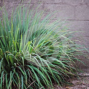 Lemongrass lemon grass bush plant foliage gardening herbal tea flavor