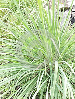 Lemongrass is a plant that has many uses, namely as a herbal medicine or as a kitchen spice photo
