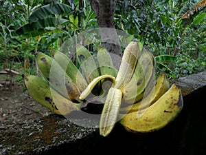 Lemongrass plantain is a triploid cultivar banana from the Philippines. photo
