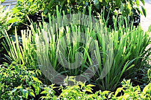 Lemongrass plants are growing in summer time