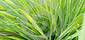 Lemongrass plants, have the Latin name Cymbopogon citratus, commonly known as lemongrass or lemongrass or grass oil.