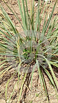 Lemongrass tree plant tanaman sereh photo